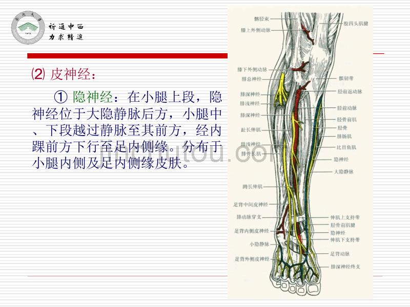 医用局部解剖学-小腿前区、外侧区和足背_第5页