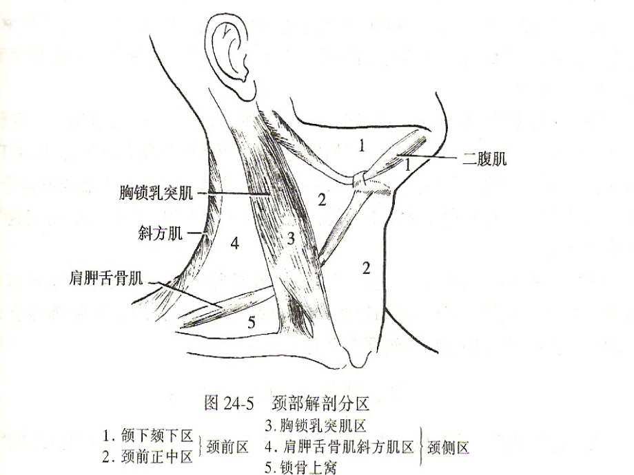 颈部肿块的诊断和鉴别诊断_第4页