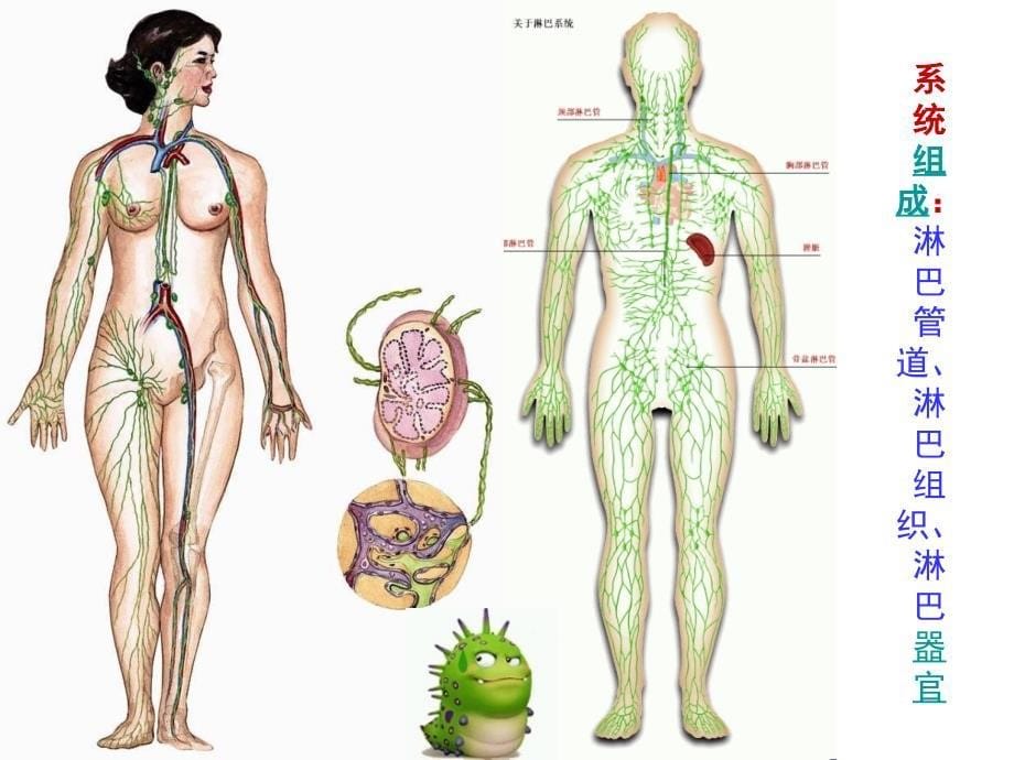 淋巴引流保健按摩_第5页