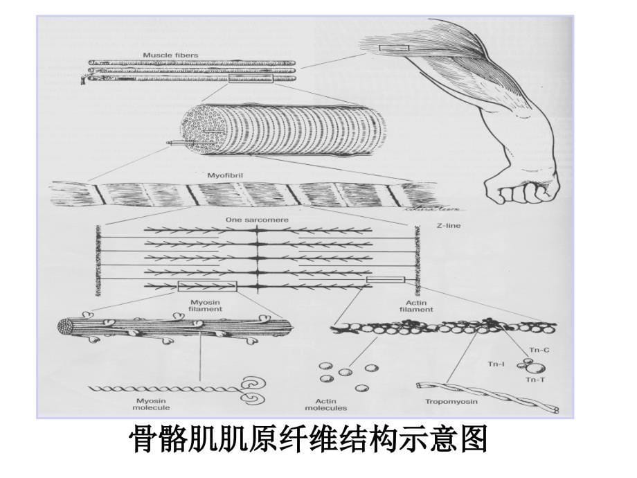 扫描电镜下肌肉组织、神经组织_第5页