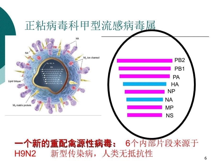 清镇市妇幼保健院禽流感培训课件_第5页