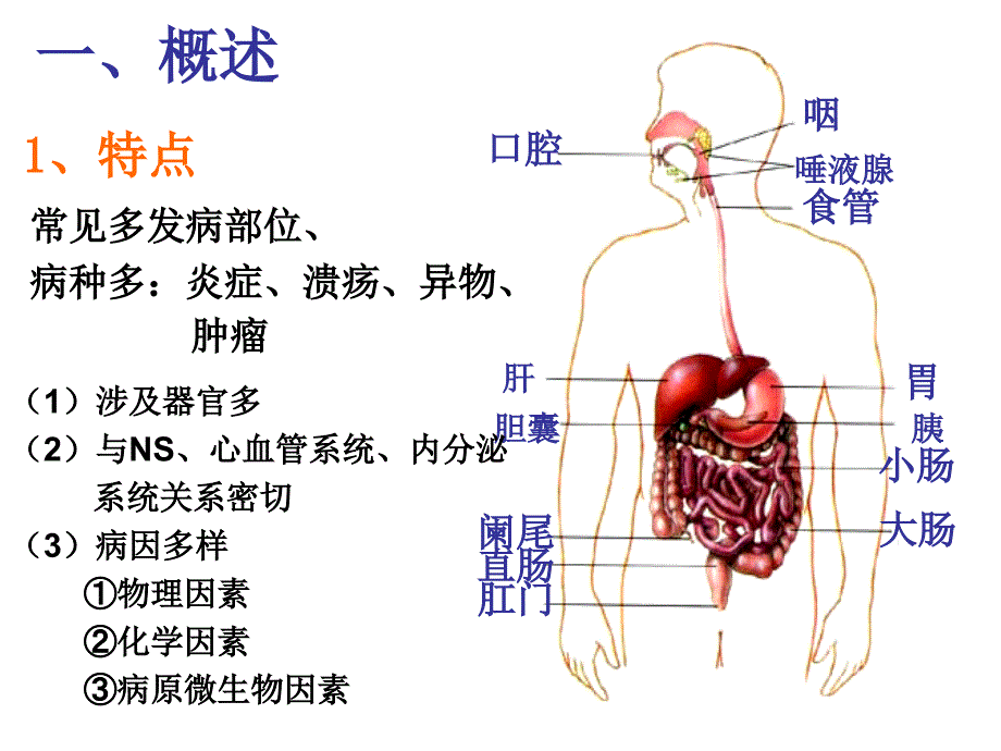 组胚——消化系统_第2页