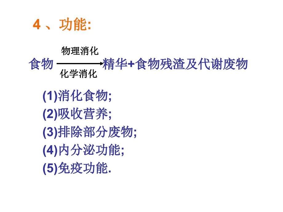 组胚——消化系统_第5页