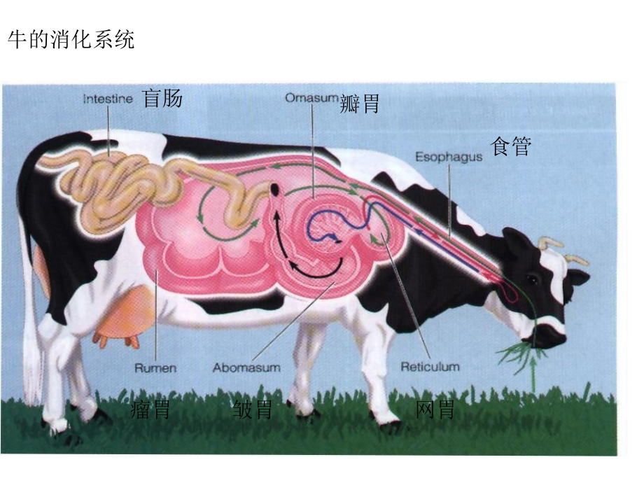 05畜禽解剖学——消化系统_第3页