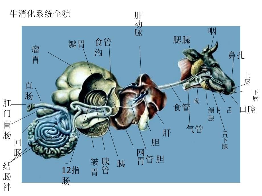 05畜禽解剖学——消化系统_第5页