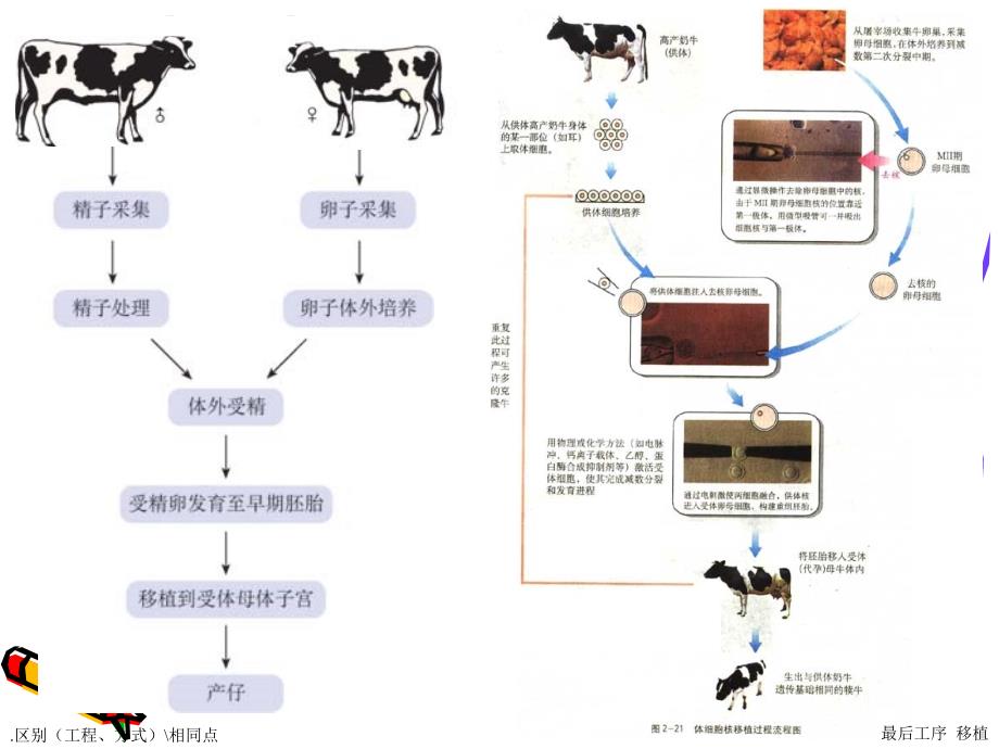 33胚胎工程的应用及前景_第3页