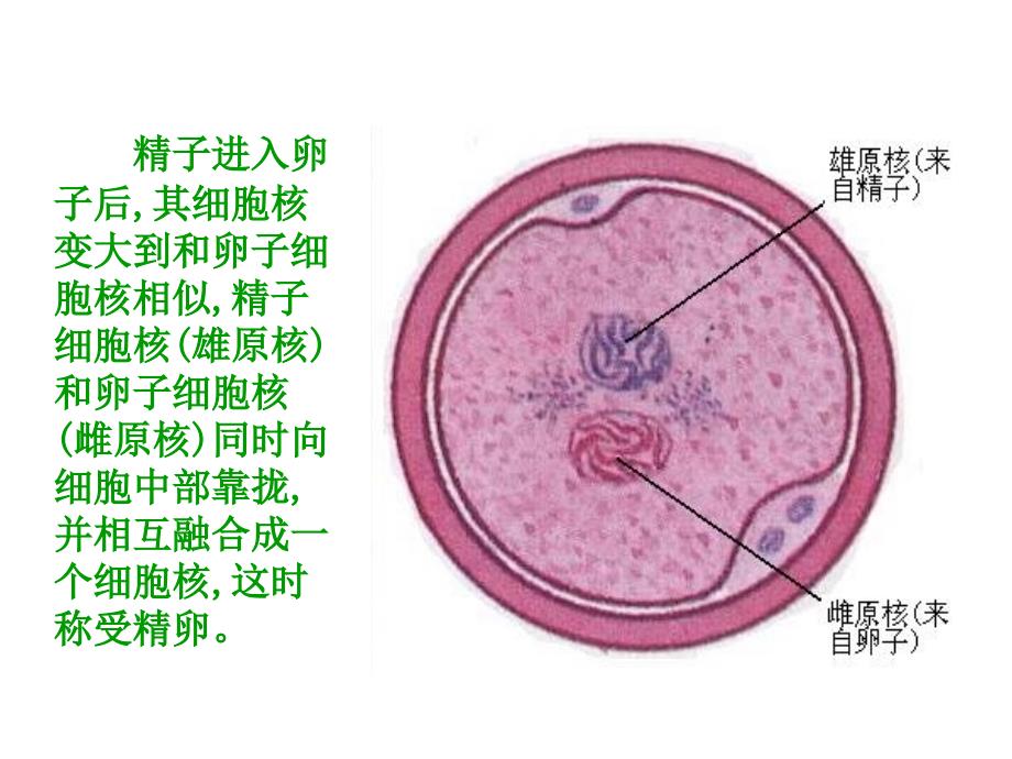 3[1].1体内受精和早期胚胎发育(下)_第3页