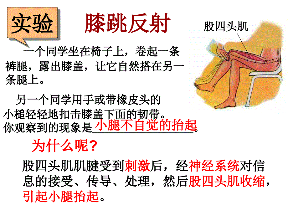 八年级科学神经调节4_第4页