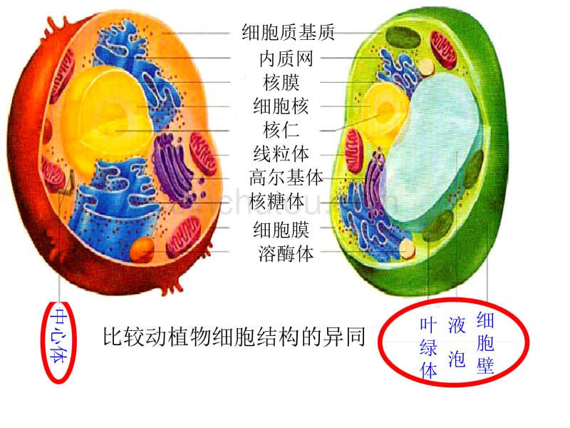 细胞核的结构和功能原核细胞_第1页