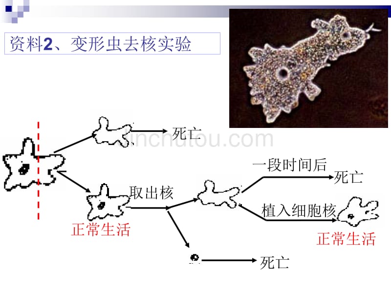 细胞核的结构和功能原核细胞_第5页