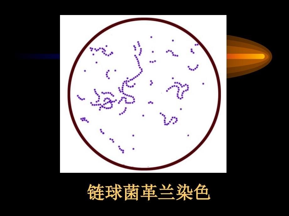 微生物学检验链球菌属肠球菌属_第5页