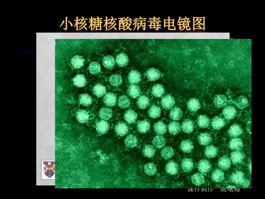 微生物学检验肠道病毒及检验_第3页