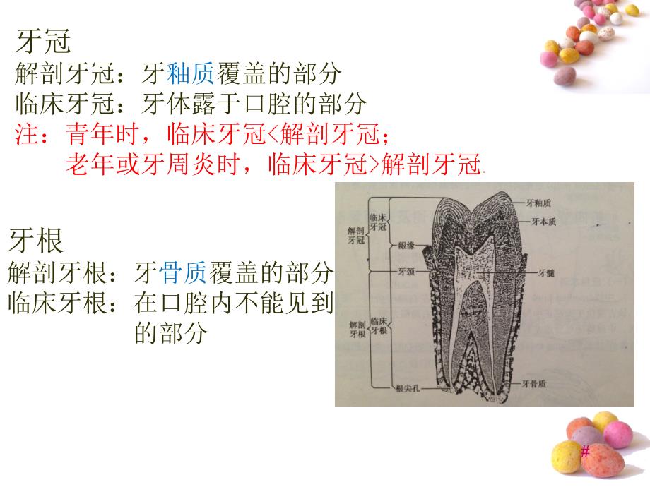 口腔解剖1牙体解剖_第4页