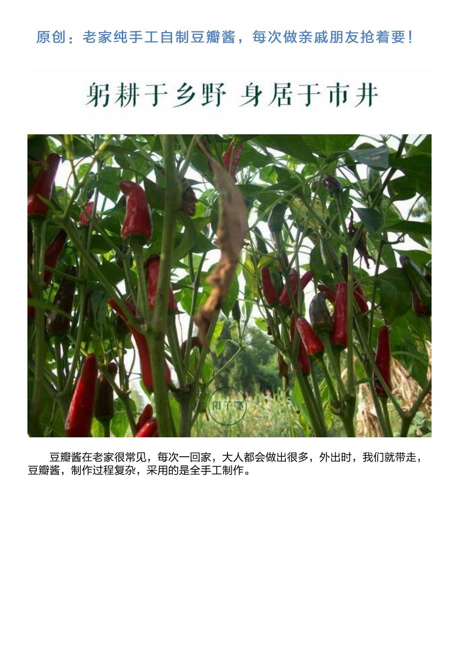 原创：老家纯手工自制豆瓣酱,每次做亲戚朋友抢着要!_第1页