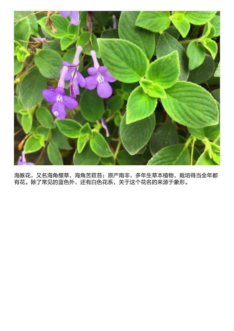 口红花,美丽口红花,海豚花,你家的花名字怎么怎么奇怪_第5页