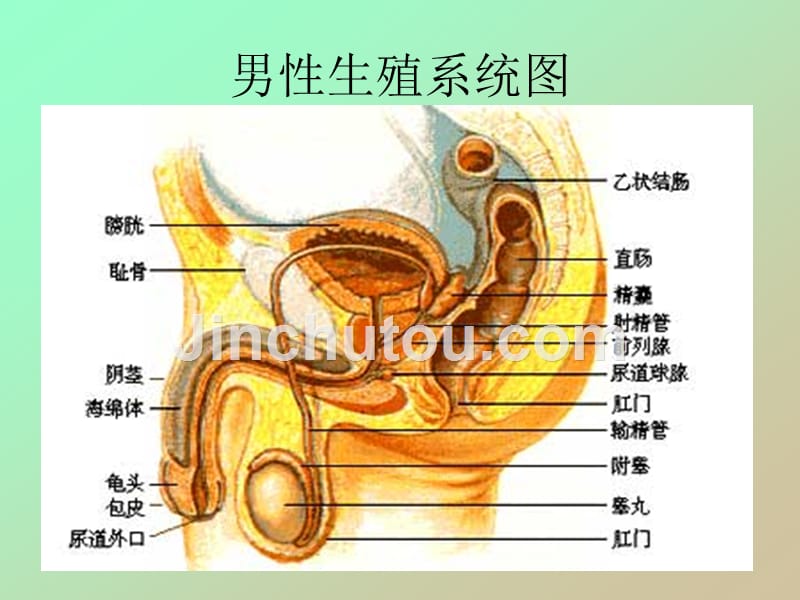 男性生殖系统常见疾病咨询指导_第3页