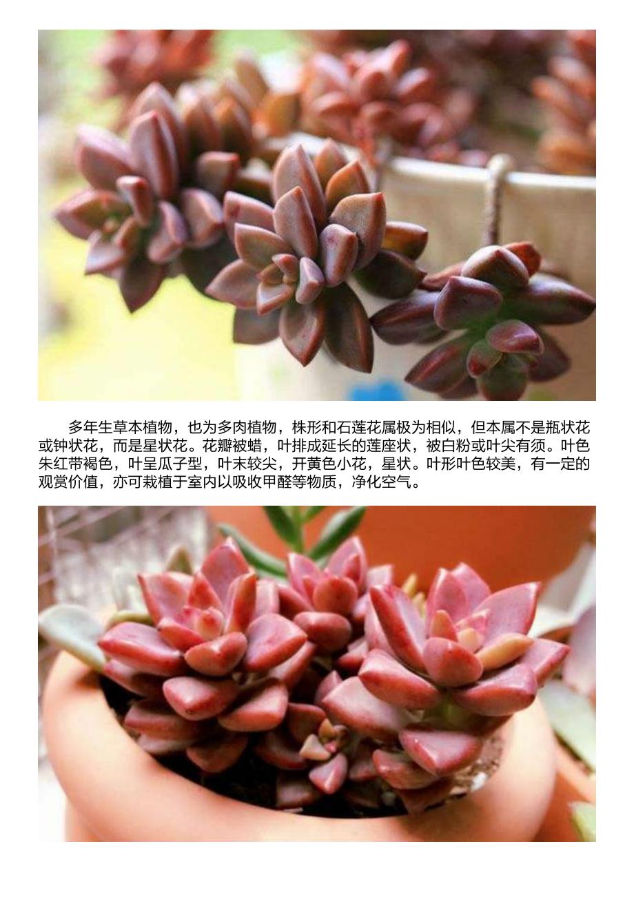 家居养花：多肉植物也能吸收甲醛净化空气,不止有外表哦!_第3页