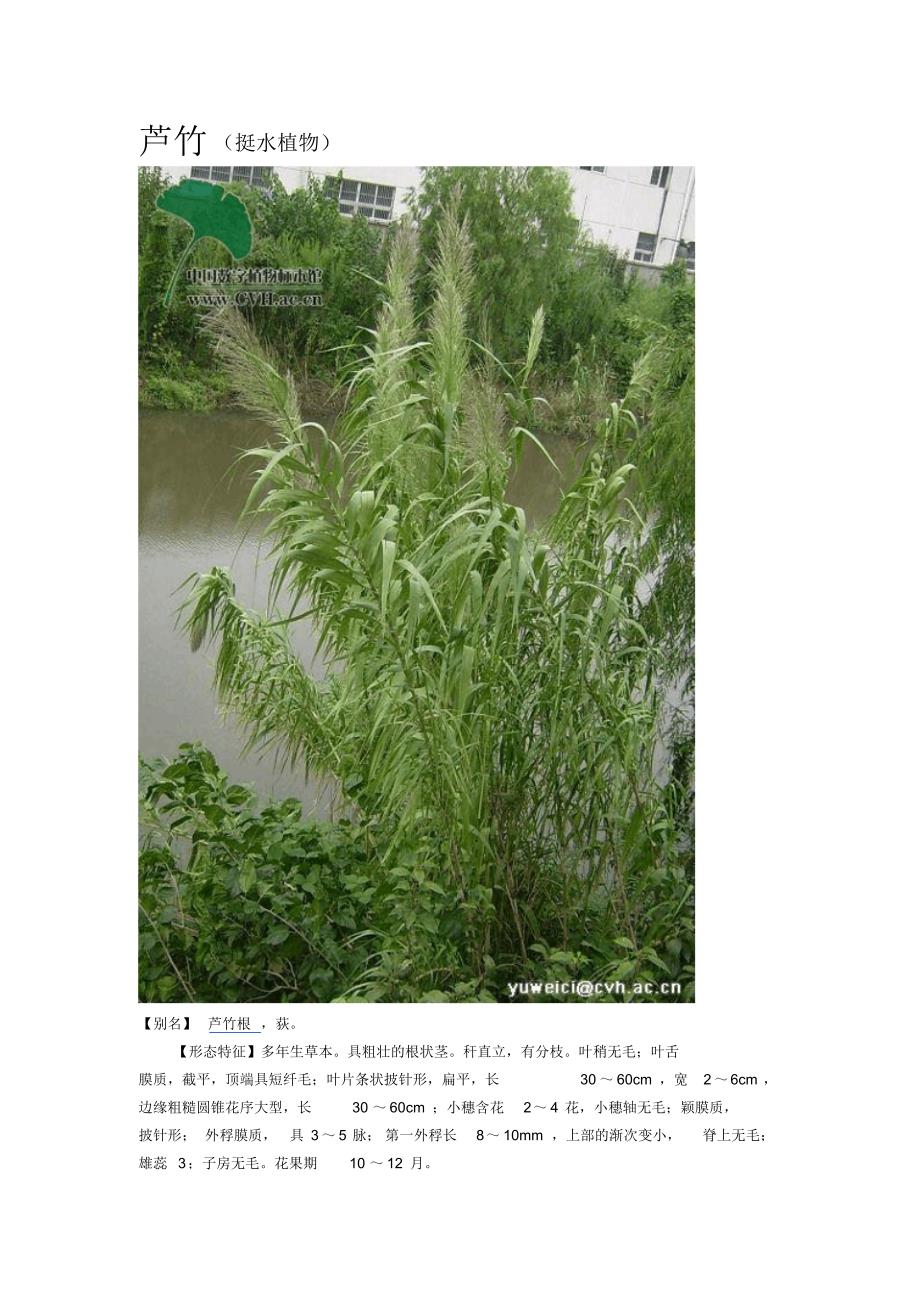 污水厂几种净水植物简介_第4页