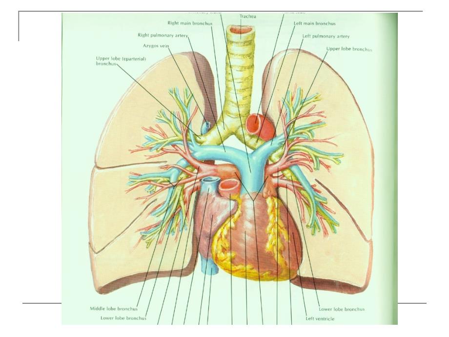 急性肺栓塞的早期诊断和治疗_第3页