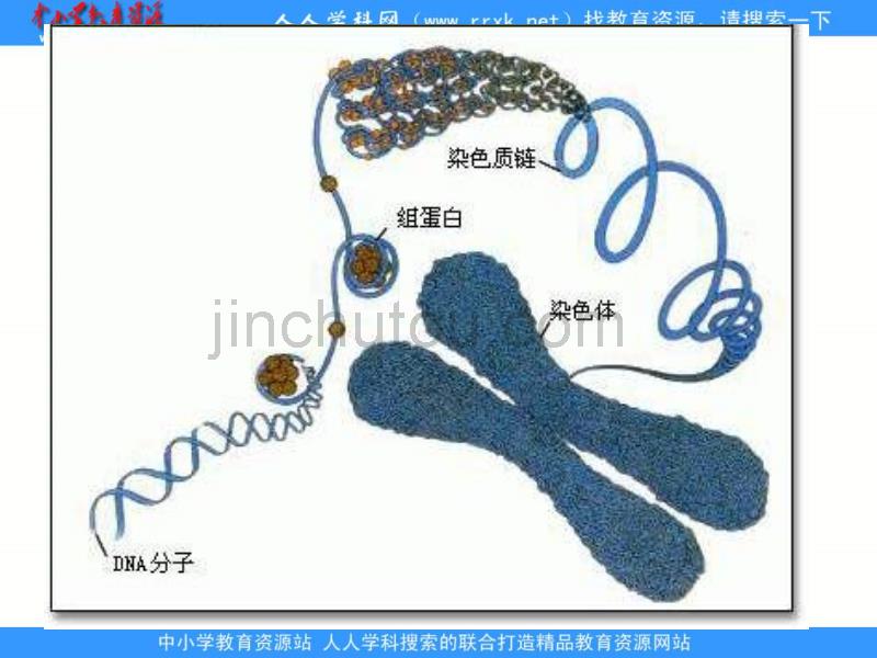 浙科版生物必修2第一节《 核酸是遗传物质的证据》ppt课件[最新]_第1页