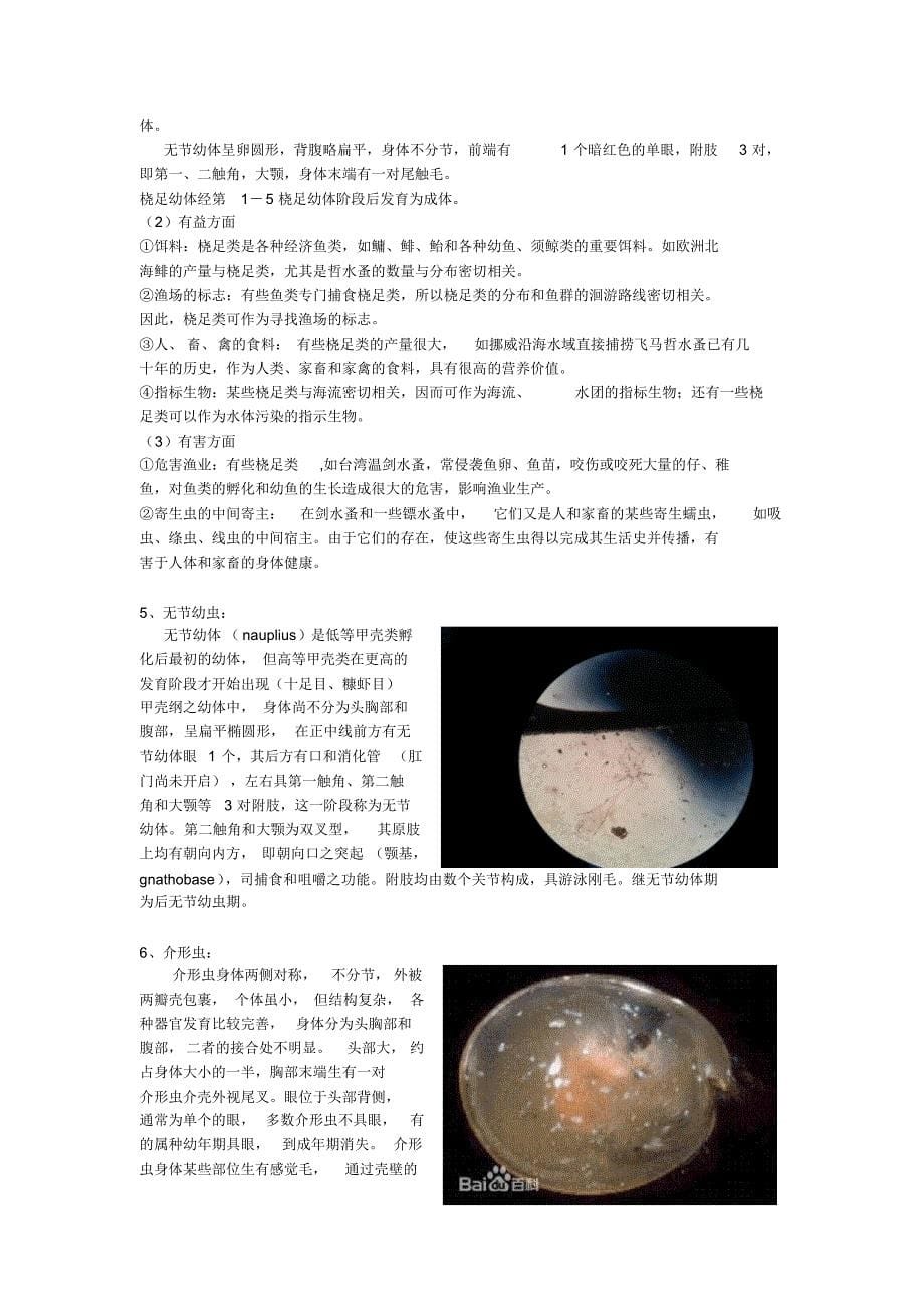 海洋浮游生物学野外实习报告_第5页