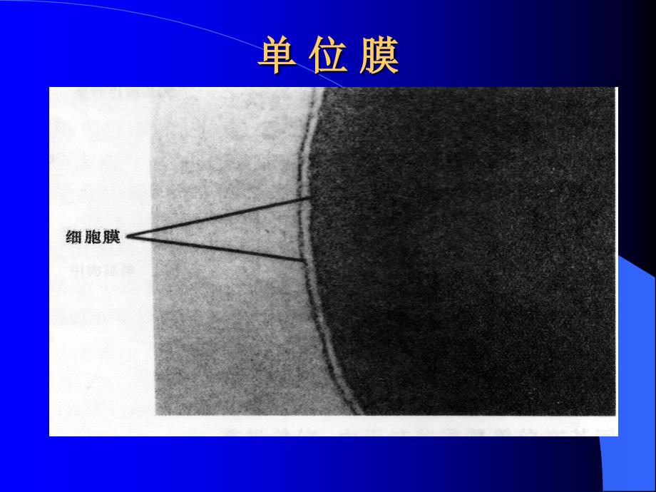 第四章 细胞膜及其表面结构_第3页