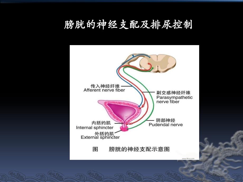 盆腔解剖与保留神经的腹腔镜下广泛子宫切除术_第3页