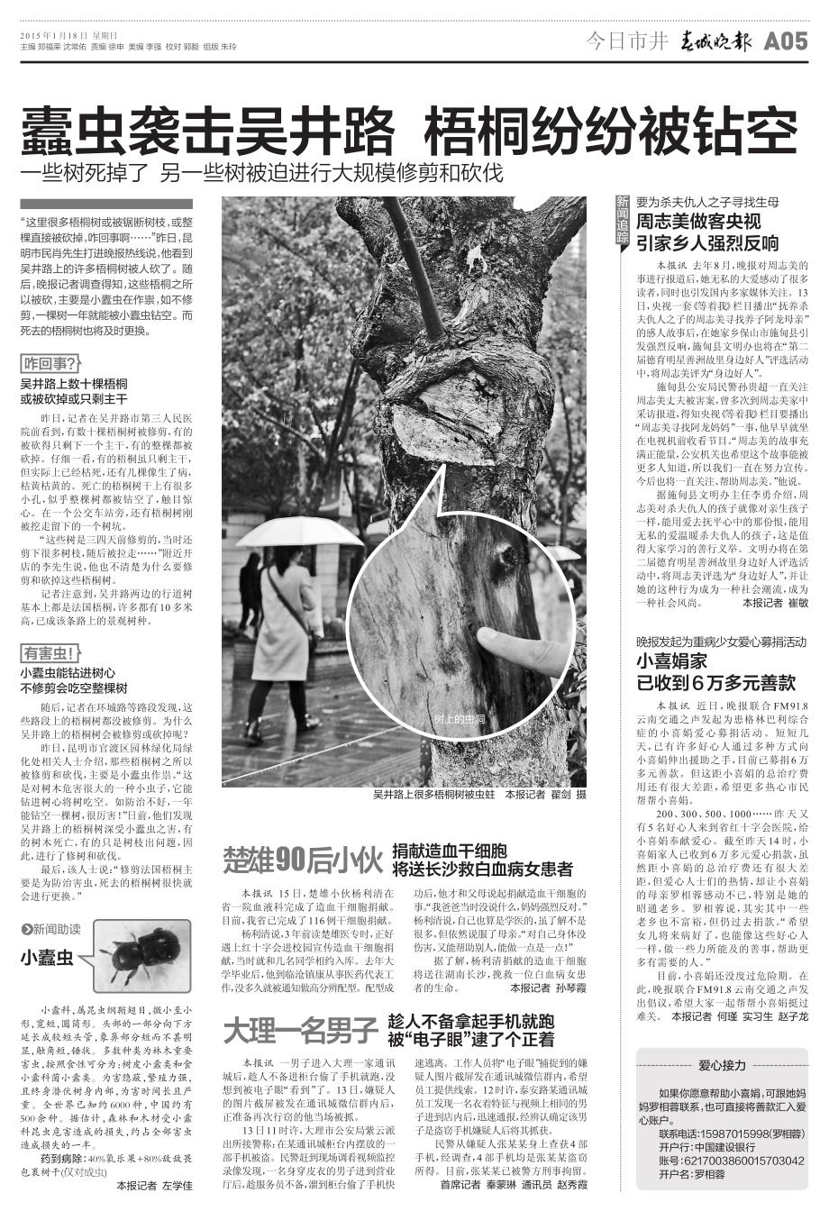 蠹虫袭击吴井路梧桐纷纷被钻空_第1页