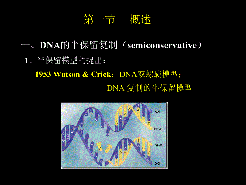 DNA的半保留复制(semiconservative)_第2页