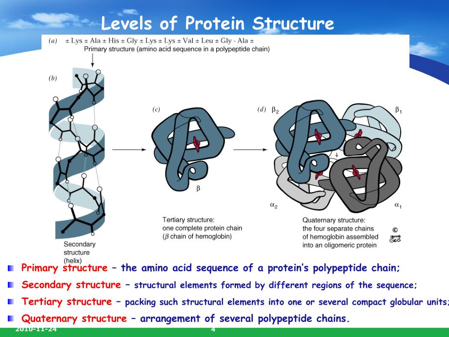 第四章 蛋白质结构与功能-a_第4页