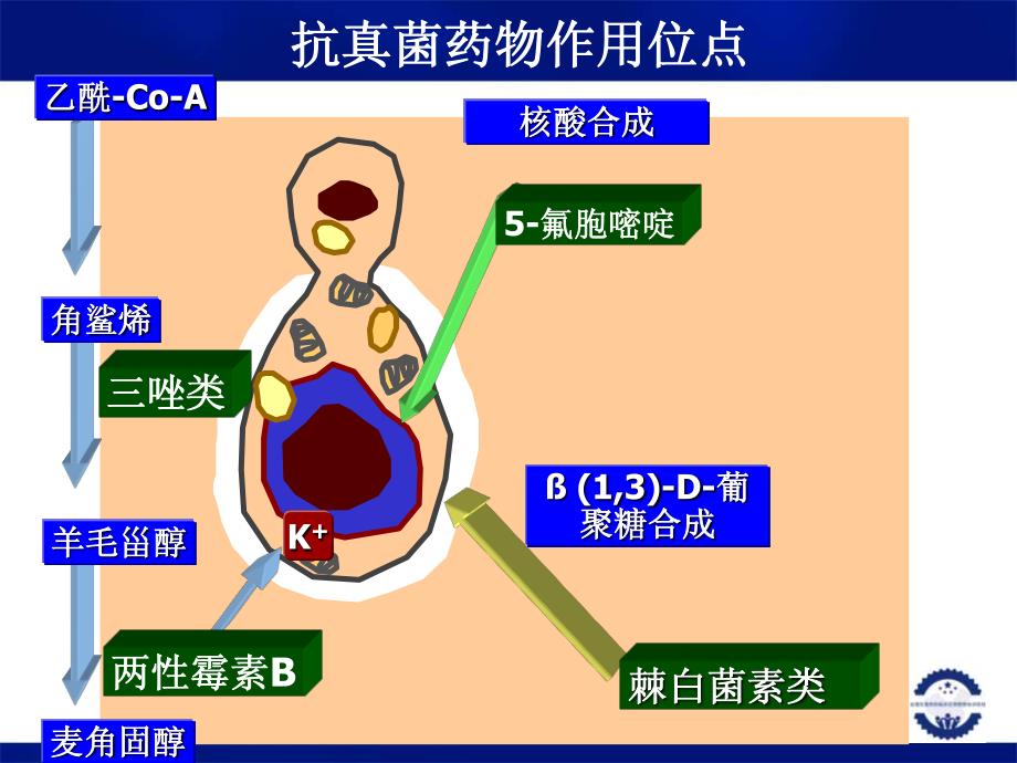 抗真菌药物特性及其应用_第4页