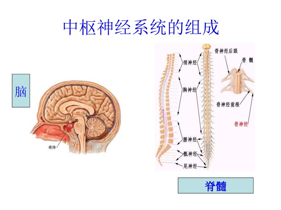 七年级生物神经系统的组成4_第4页