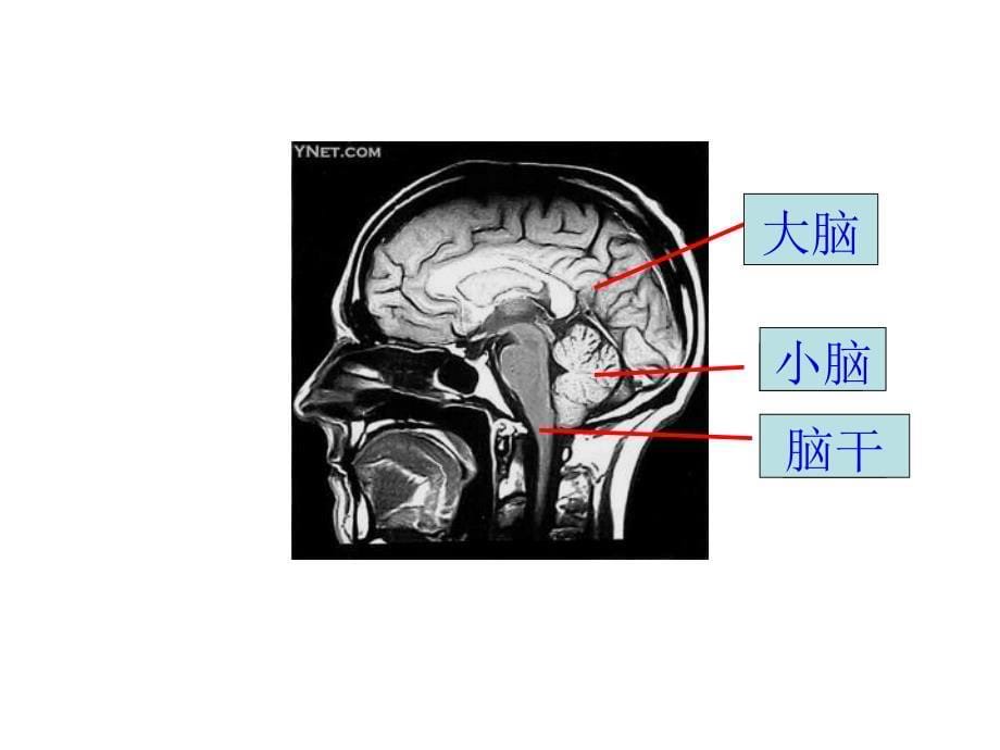 七年级生物神经系统的组成4_第5页