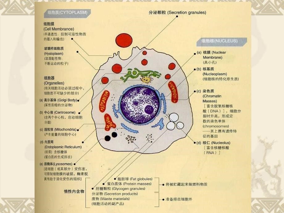 肝脏病常用的实验室检查_第5页