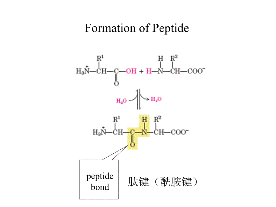 chapter 3 protein primary structure 课件_第3页