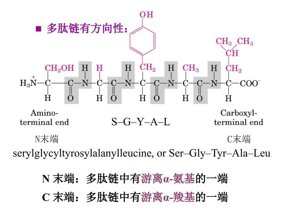 chapter 3 protein primary structure 课件_第5页