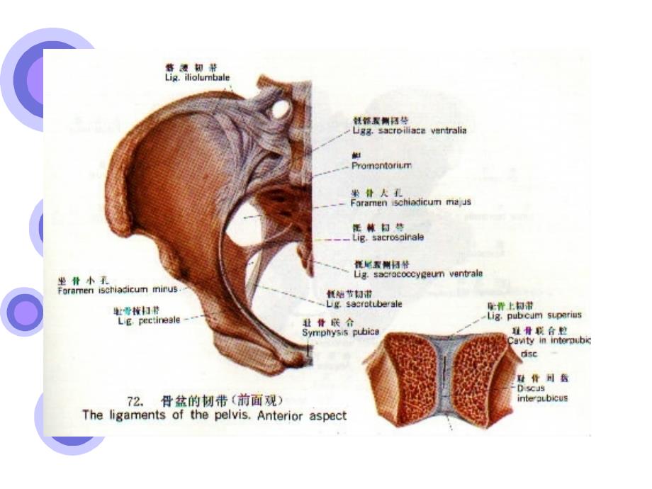 女性生殖系统解剖_第4页