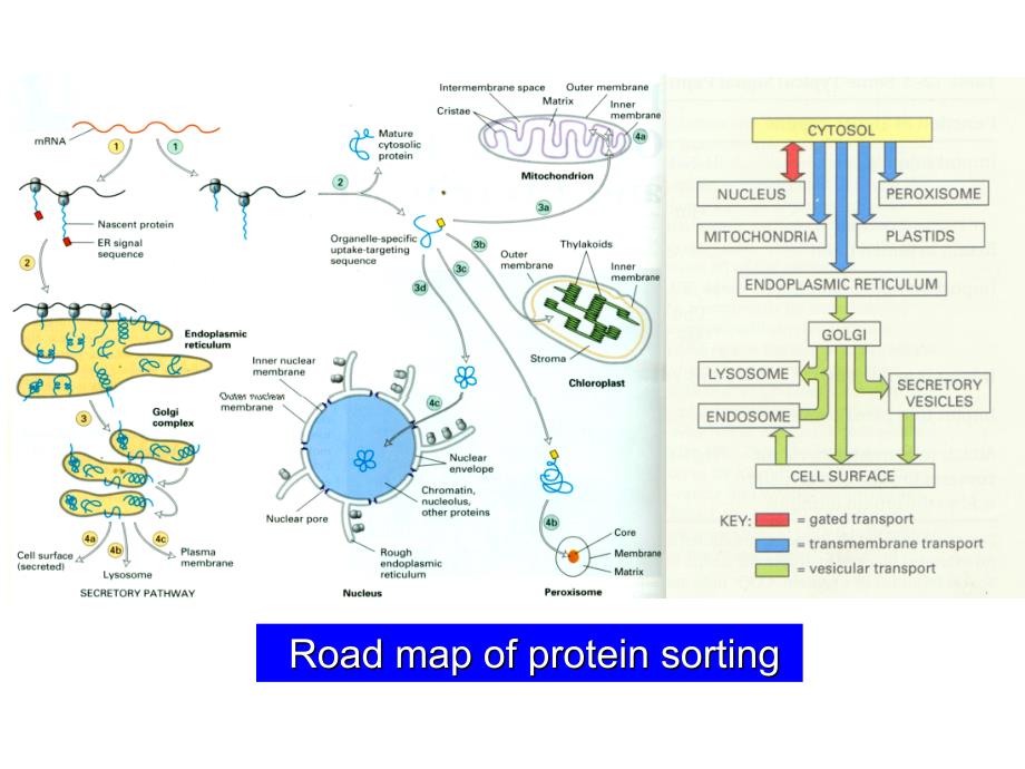 泛素-蛋白酶体通路-生命科学研究进展_第3页