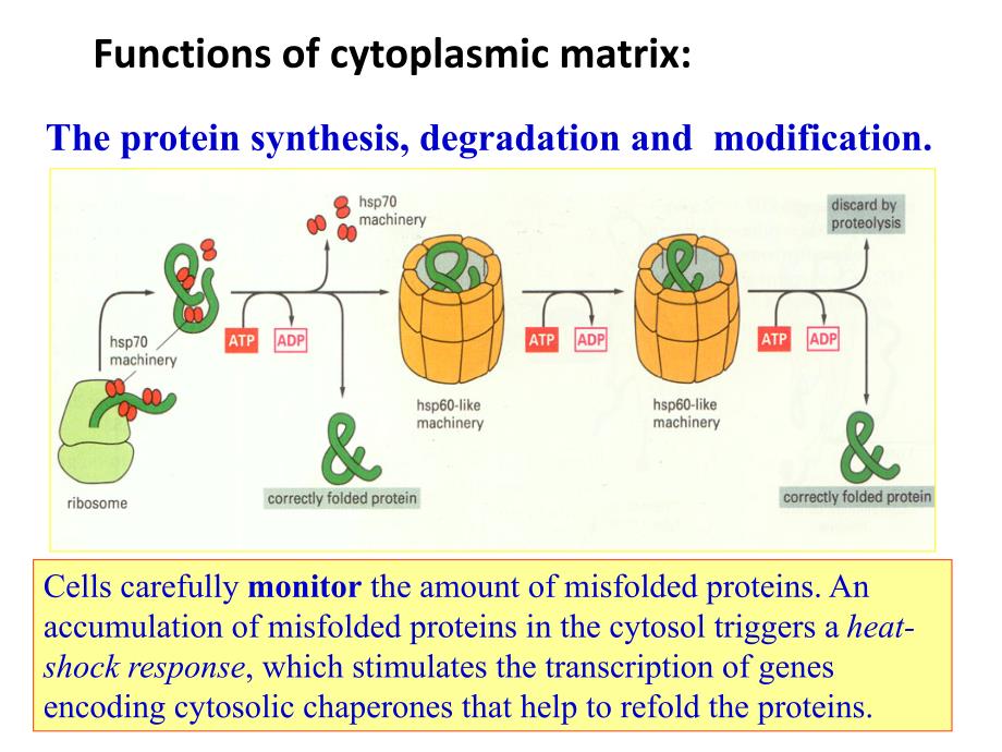 泛素-蛋白酶体通路-生命科学研究进展_第4页