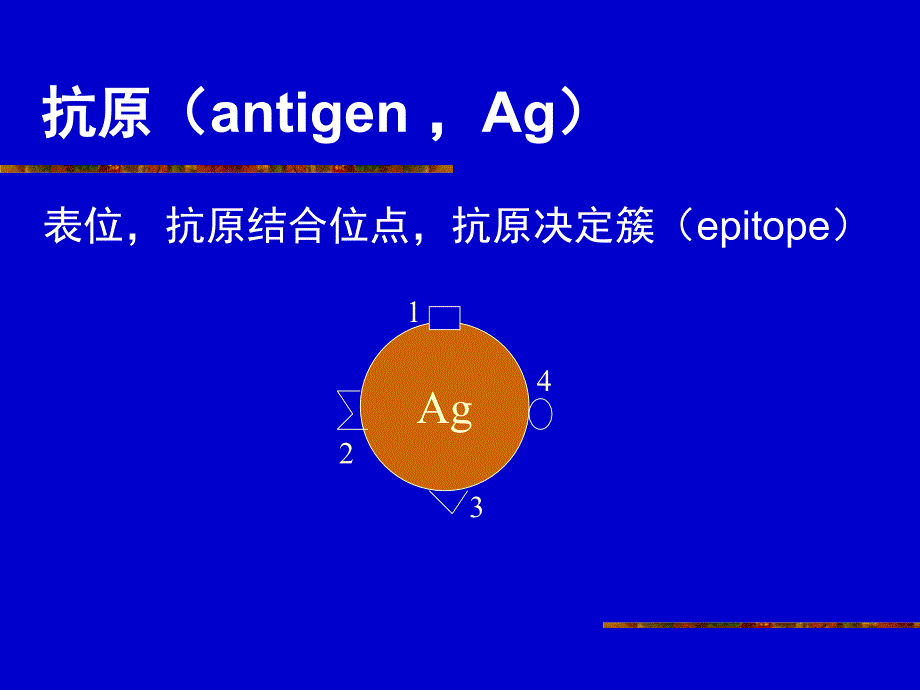 分子免疫学_之_抗体的制备及应用_第3页