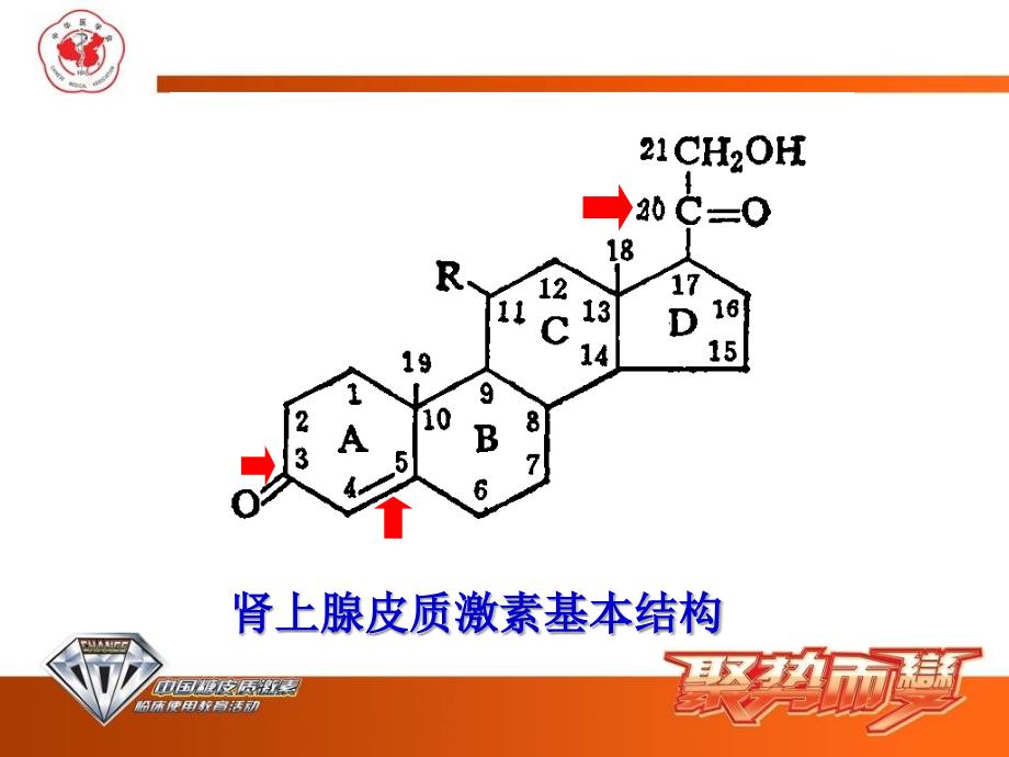 常用糖皮质激素类药物课件_第4页