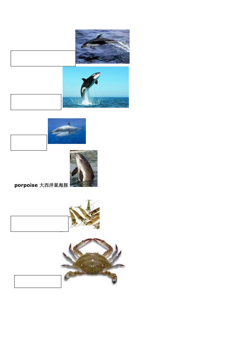 动物单词-海洋+水中生物 (附彩图)_第1页