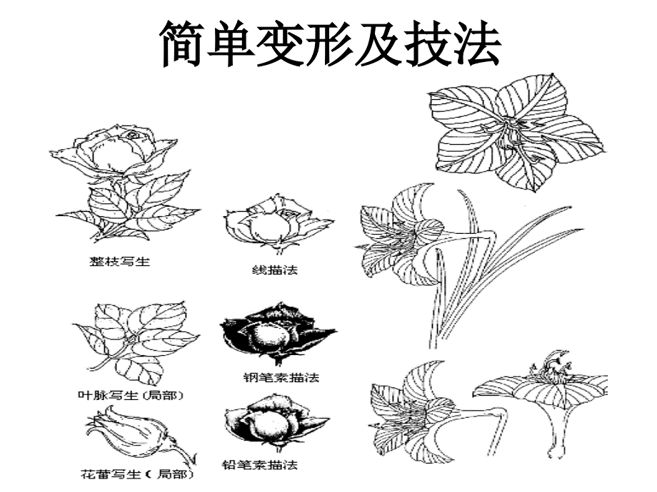 花 卉 变 形 技 巧_第3页