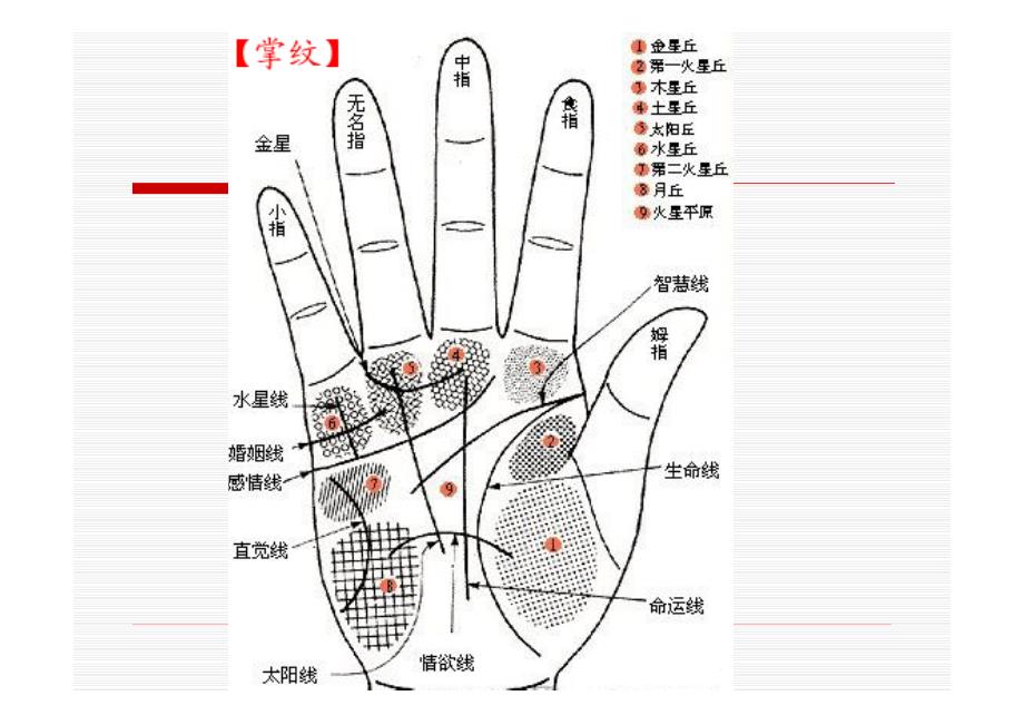 掌纹看相之成功线_第1页