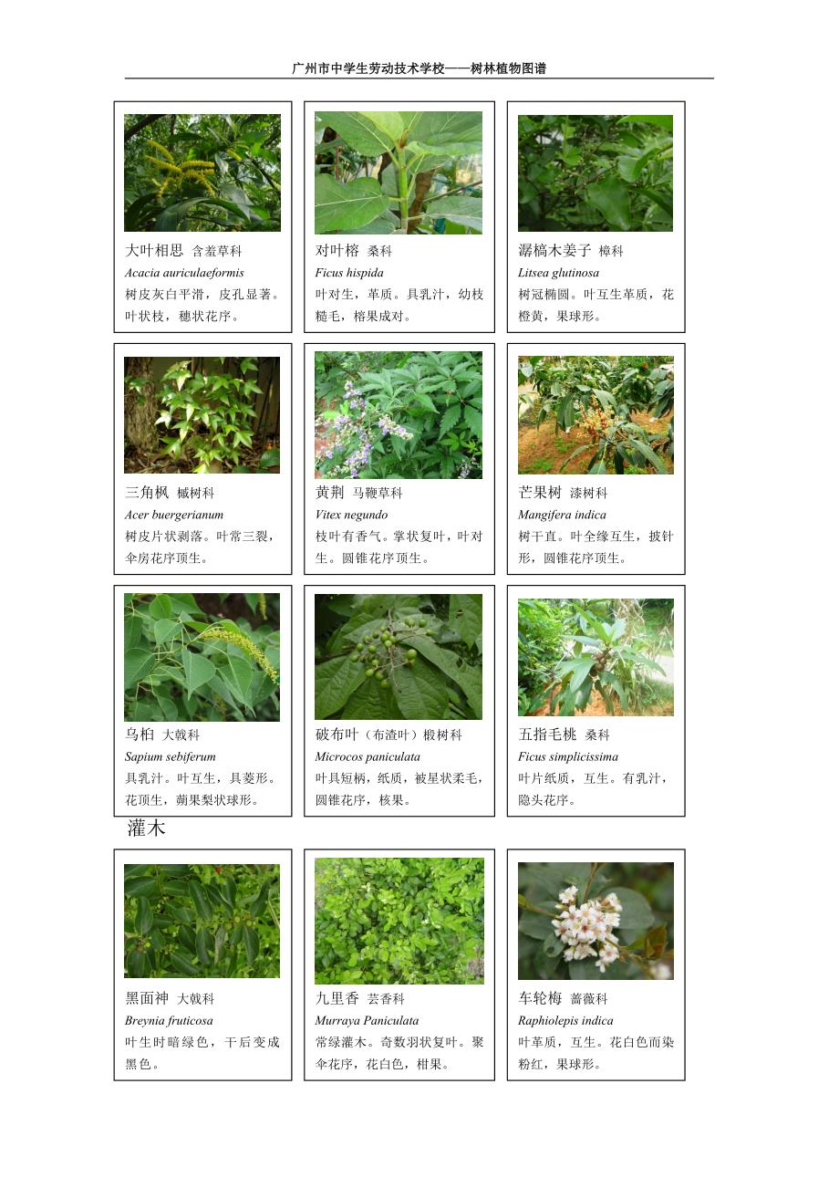 树林植物图72(2011年11.23)_第2页