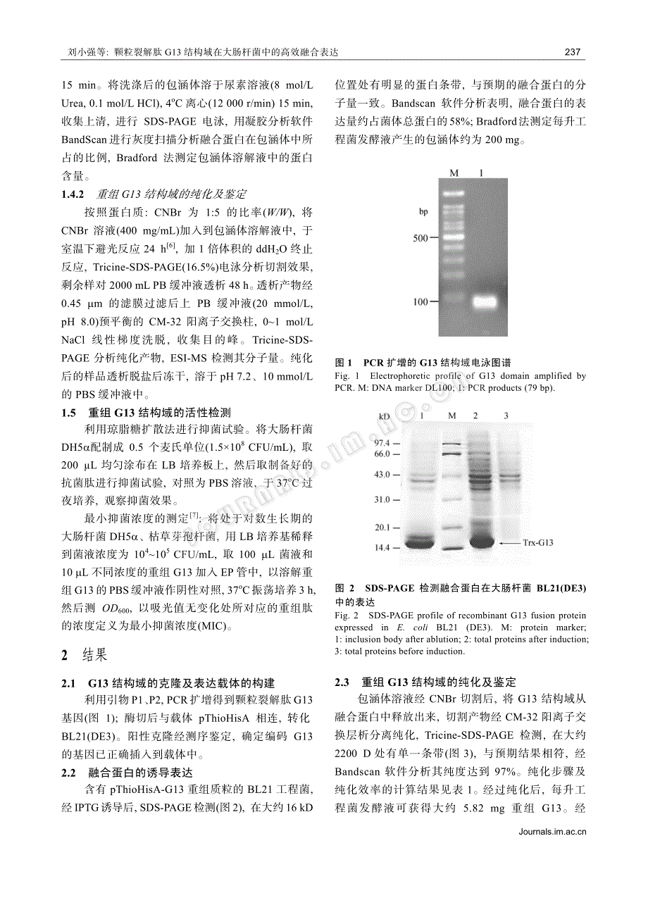 颗粒裂解肽g13结构域在大肠杆菌中的高效融合表达_第3页