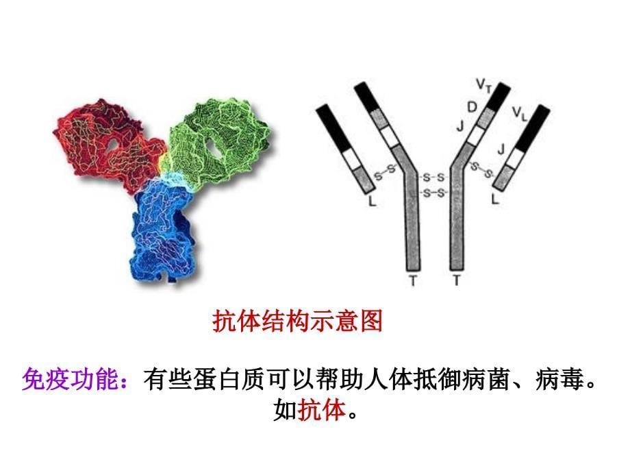 蛋白质优质_第5页