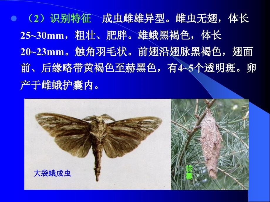 园林植物食叶害虫及其防治.ppt_第5页