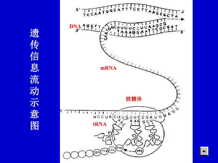 生物化学——第十章 蛋白质的生物合成_第3页