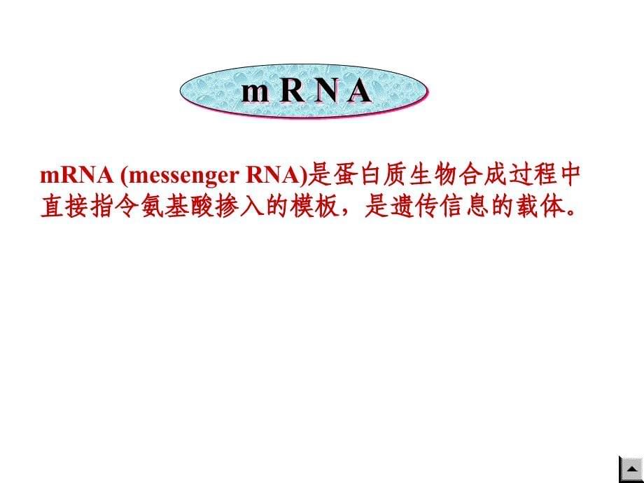 生物化学——第十章 蛋白质的生物合成_第5页